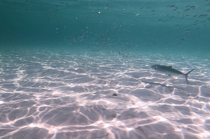 Private Catamaran: Snorkel, Swim and Dolphin Watching - Itinerary and Activities