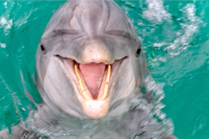Private Dolphin Cruise in Panama City Beach - Tips for an Enjoyable Experience