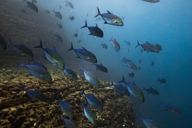 Private Ni'ihau Scenic Snorkel - Enjoying the Scenic Coastline