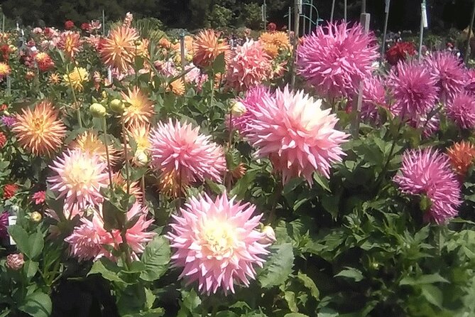Public Weekend Walking Tour: Highlights of Golden Gate Park - Parking and Transportation Options