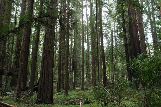 Redwood National and State Parks Self-Guided Audio Driving Tour - Accessibility and Participation Information