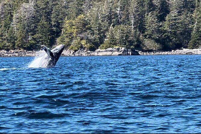 Sitka'S Private Wildlife Whale Adventure for 6 W/Transportation - What to Expect on the Tour