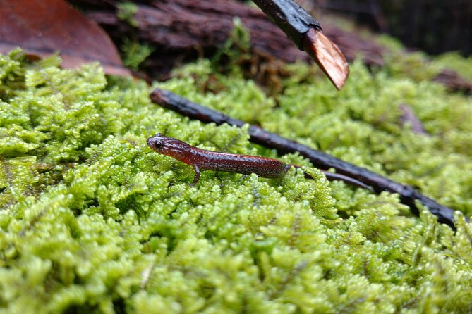 Stroll Back in Time Smokies History Streams and Forest Hike - Navigating the Trailhead and Parking Logistics