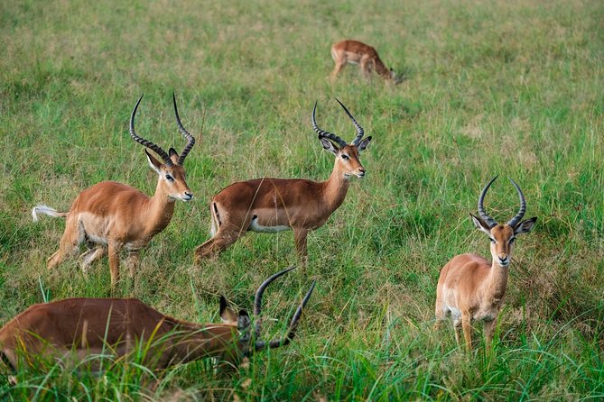 Tanzania Safari 1- Day - ARUSHA NATIONAL PARK VISIT - What to Expect During the Tour
