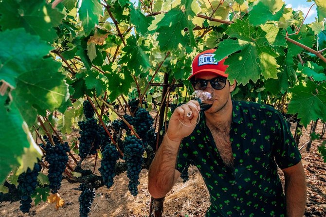 The Ultimate Wine Country Experience (Private & All-Inclusive) - Exploring the Vineyards