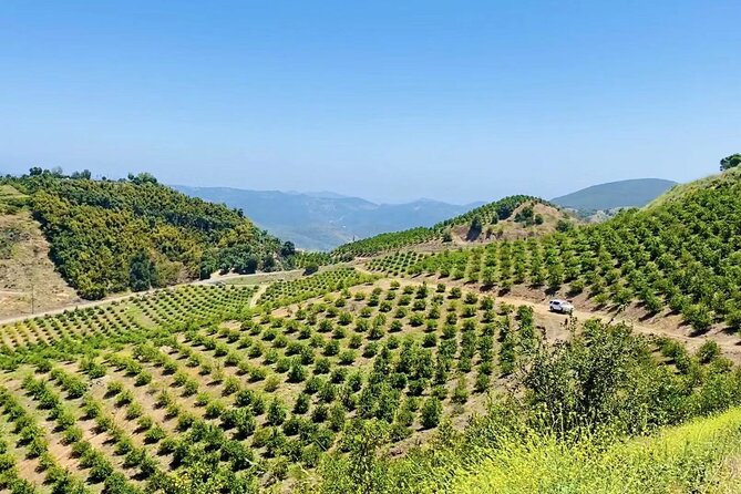 U-Pick - Tangerine and Lemon Picking at Sunmist Tangerine Farm - Reservation Options and Payment Flexibility