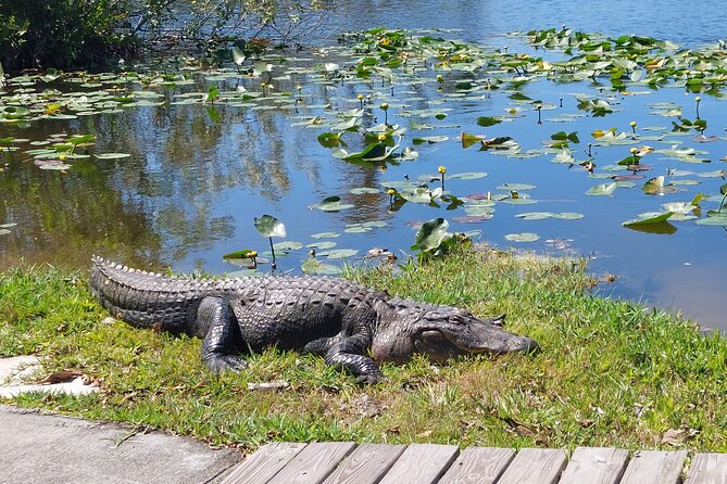 Visit to the Everglades in French - Sum Up