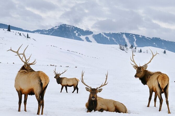 Wildlife Safari With Snowshoe & Winter Camp Dinner Experience - Pricing and Cancellation Policy