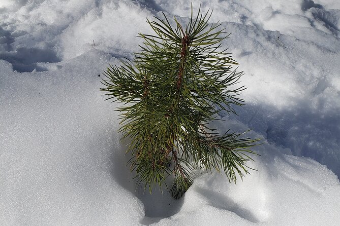 Womens Snowshoeing in Rocky Mountain National Park for Beginners - Sum Up