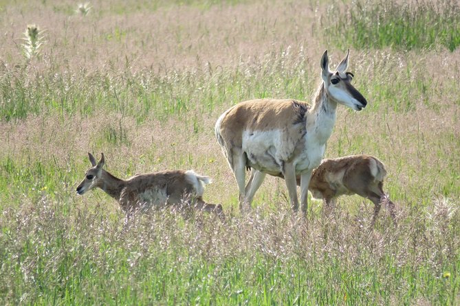 2-Day Private Tour of Yellowstone National Park Lower & Upper Loops - What to Expect on the Tour