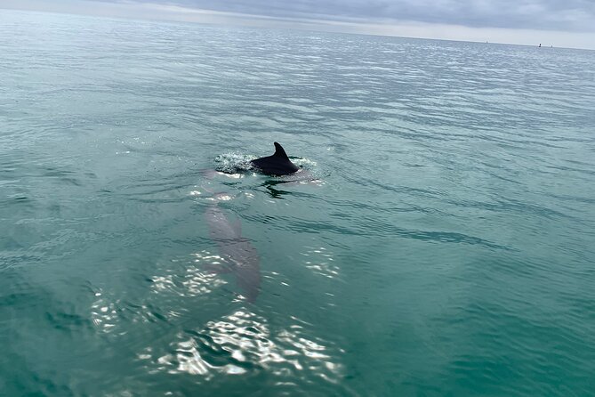 2 Hour Shell Island Jet Ski Dolphin Tour - Tips for an Enjoyable Experience