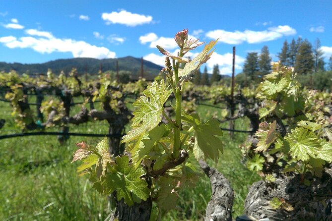 6-Hour Wine Country Tour From San Francisco - Itinerary Recommendations