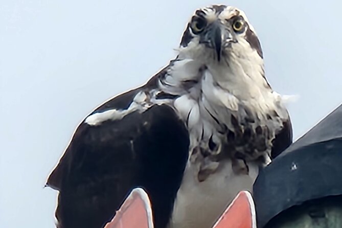 Afternoon Crystal River Ecological Boat Tour - Tips for the Tour