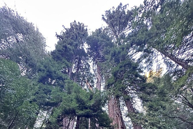 Alcatraz Night Tour & Muir Woods-Sausalito Afternoon or Morning - Exploring Muir Woods National Monument