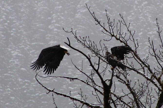 Bald Eagles Nesting Area Tour at Skagit River - Tips for an Enjoyable Experience