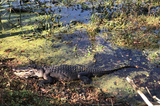 Brazos Bend Wildlife and Nature Tour - Tips for Participants