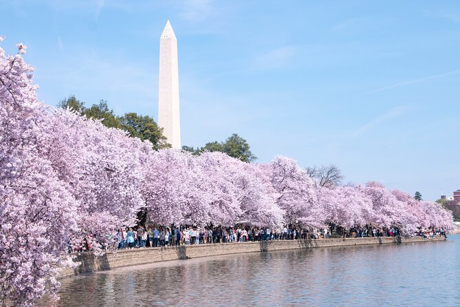 Cherry Blossom Private Bus Tour of Washington DC - Booking Process
