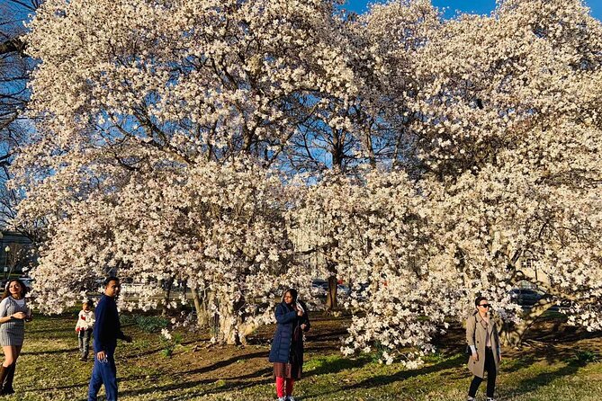 Chicago to Washington D.C. Cherry Blossom 3-Day Tour - Booking Guidelines and Terms