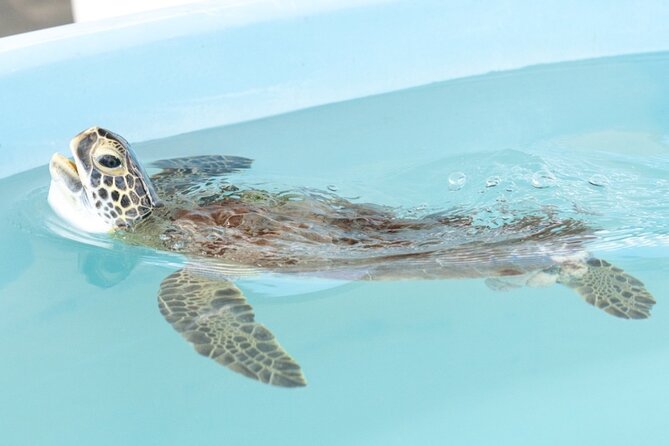 Explore Wildlife Sanctuaries on the WILD Palm Beaches Tour - Pricing and Reservation Details