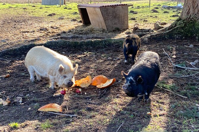 Faithful Hands Farm Tour - What to Expect on the Tour