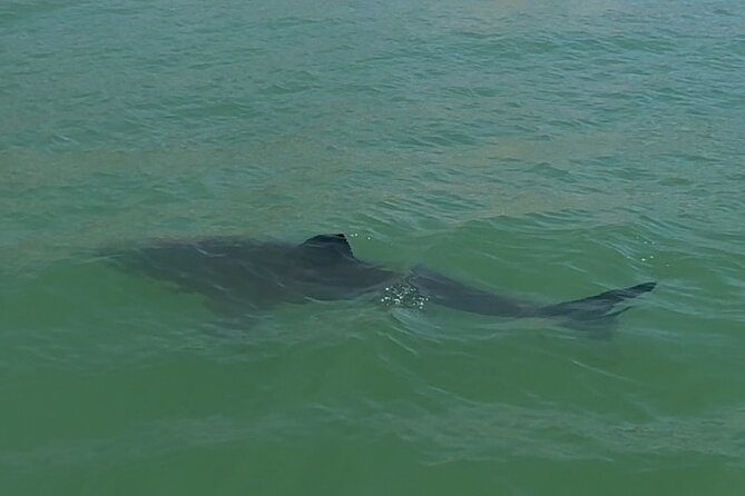 Great White Sharks Topside in Monterey Bay - Booking Your Adventure