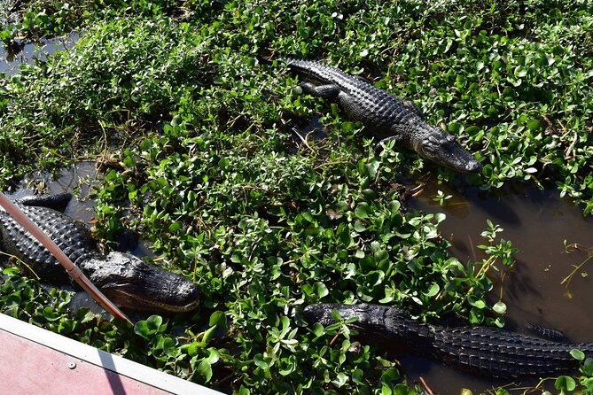 Half Day Private Swamp Experience in Louisiana - Sum Up