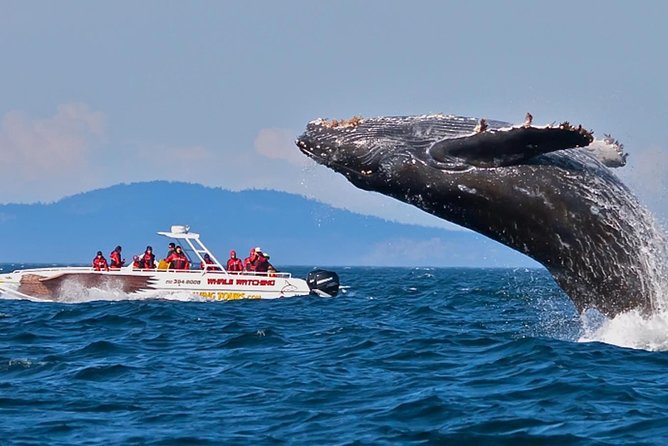 Mirissa Whale Watching, Stilt Fishing & Turtle Tour From Colombo - Accessibility Options and Considerations