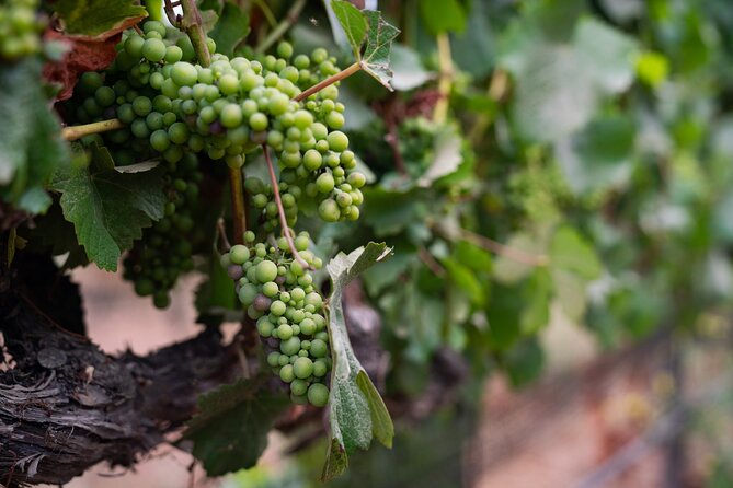Private Vineyard Tour and Wine Tasting - Tasting the Wines