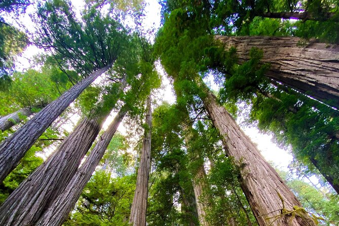 Redwood National and State Parks Self-Guided Audio Driving Tour - Contacting Support for Assistance