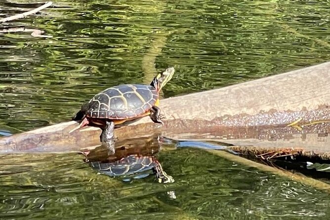 Scenic Sebago Lake Historical Tour by Kayak - Sum Up