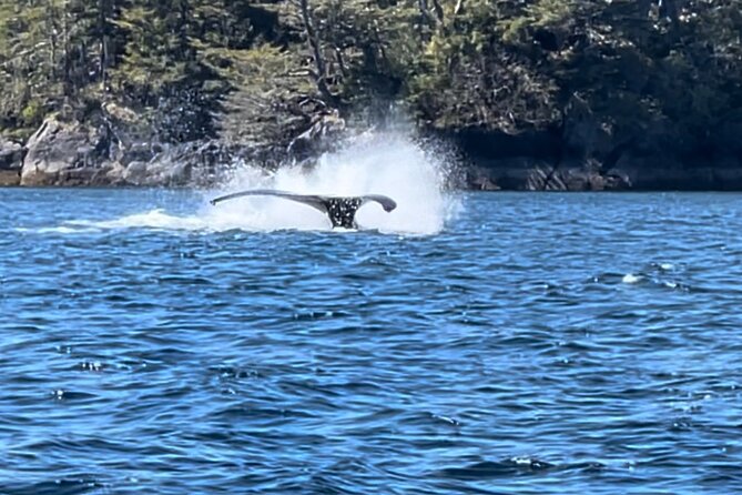 Sitka'S Private Wildlife Whale Adventure for 6 W/Transportation - Booking and Payment Options