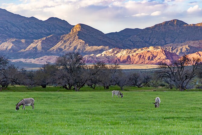 Spring Mountain Ranch Hike With Happy Hour Drinks - Hiking at Spring Mountain Ranch