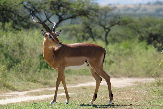 Tanzania Safari 1- Day - ARUSHA NATIONAL PARK VISIT - Tips for a Successful Safari Adventure