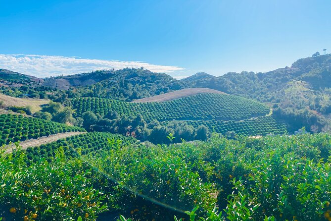 U-Pick - Tangerine and Lemon Picking at Sunmist Tangerine Farm - Enjoying Your Day at the Farm