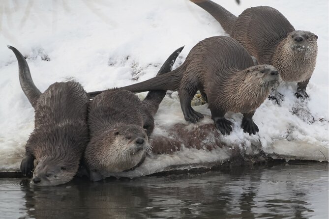 Wildlife Safari, Elk Refuge Sleigh Ride, Winter Camp Igloo Dinner - Important Considerations for Your Trip