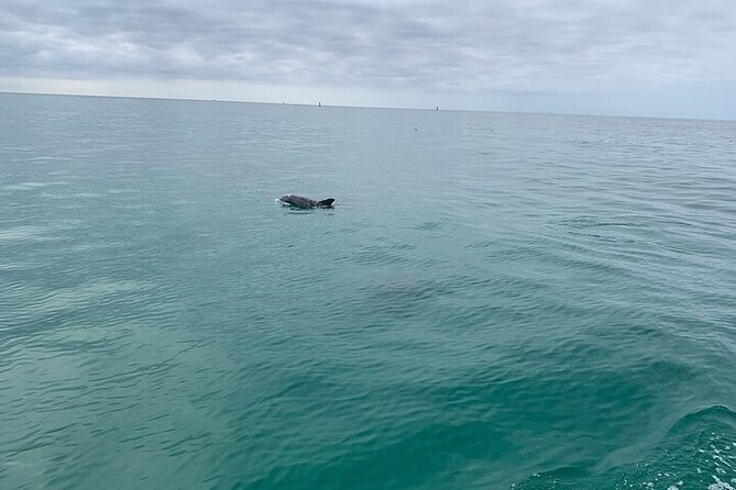 2 Hour Shell Island Jet Ski Dolphin Tour - Sum Up