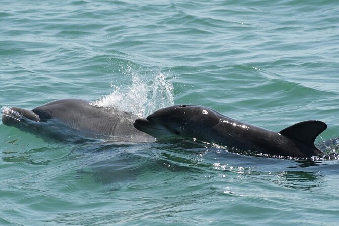 6 Hour Family Friendly Fishing Charter in Sarasota, Siesta Key - Top Marine Life to Spot