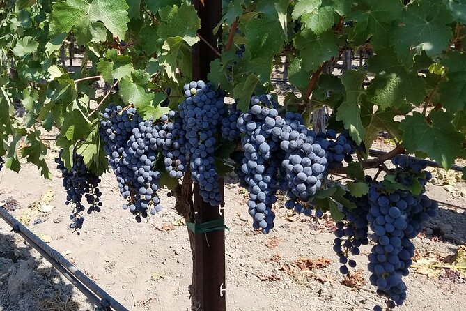 6-Hour Wine Country Tour From San Francisco - Preparing for Your Wine Country Tour
