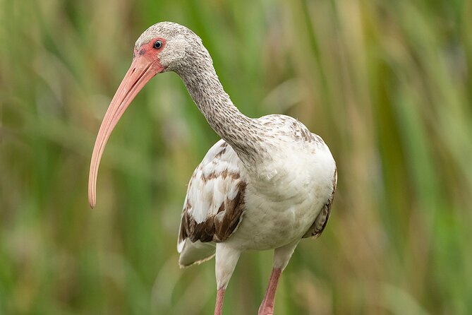 Brazos Bend Wildlife and Nature Tour - Sum Up