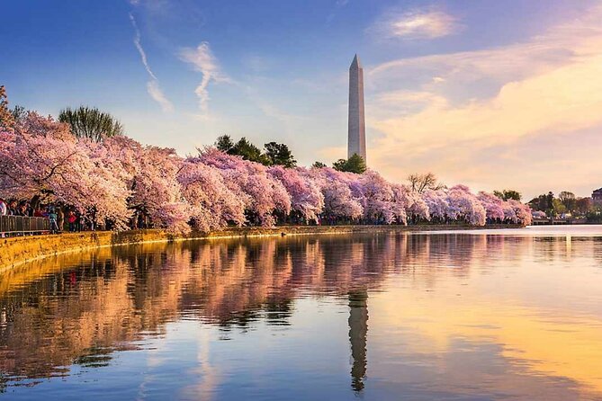Chicago to Washington D.C. Cherry Blossom 3-Day Tour - Washington D.C. Cherry Blossom Festival