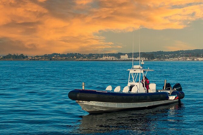 Great White Sharks Topside in Monterey Bay - Sum Up