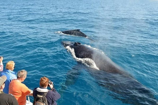 Mirissa Whale Watching, Stilt Fishing & Turtle Tour From Colombo - Sum Up