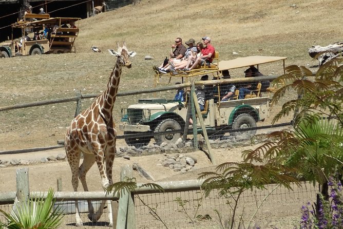 Private Tour of Sonoma Wild Safari Animal Park and Sonoma Redwoods - Exploring the Majestic Redwoods