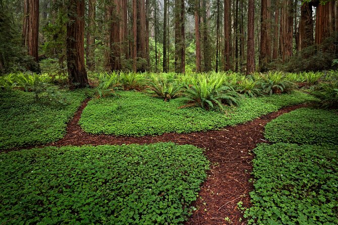 Redwood National and State Parks Self-Guided Audio Driving Tour - Sum Up