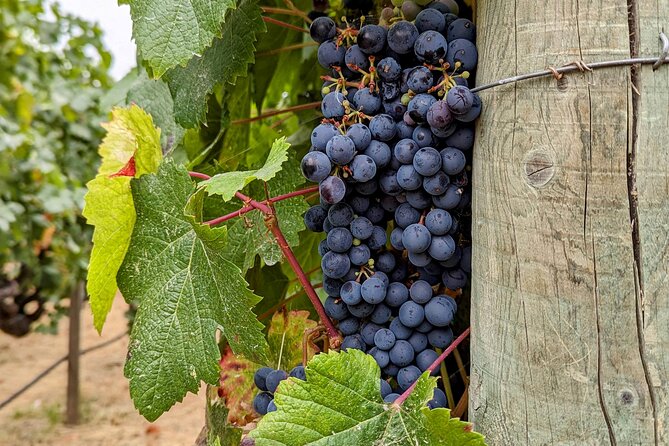 Sonoma Scavenger Hunt Walking Tour & Game - Discover Hidden Gems