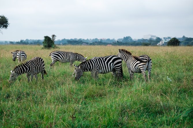 Tanzania Safari 1- Day - ARUSHA NATIONAL PARK VISIT - Reasons to Choose This Arusha National Park Tour