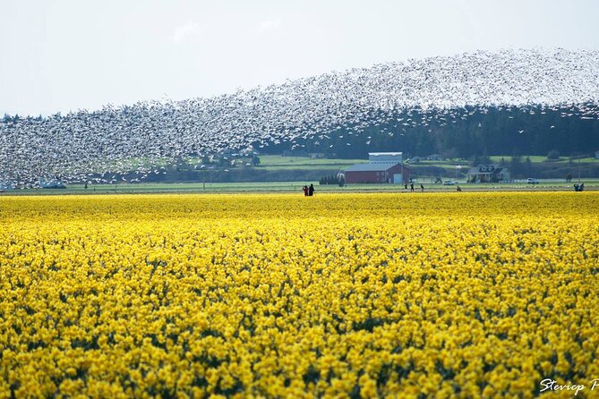 TULIP Festival @ Skagit Valley, La Conner & Deception Pass in SUV - Booking and Accessibility Information