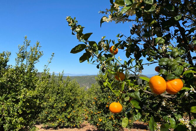 U-Pick - Tangerine and Lemon Picking at Sunmist Tangerine Farm - Sum Up