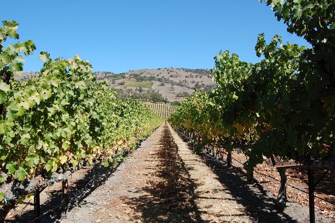 8 Hour Napa or Sonoma Wine Tour in Private Limousine - Private and Exclusive Transportation