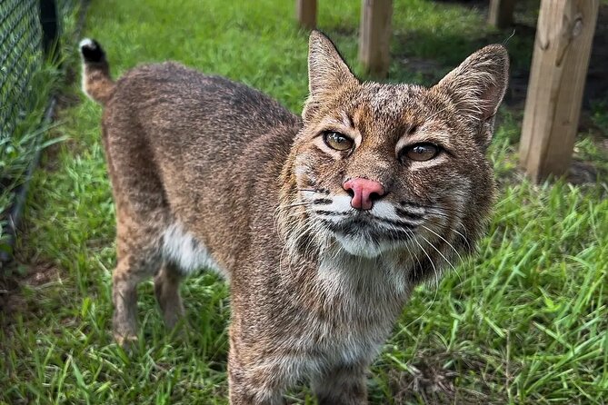 Explore Wildlife Sanctuaries on the WILD Palm Beaches Tour - Sum Up